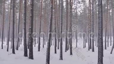 松林冬季到夏季的气候变化。 全球变暖